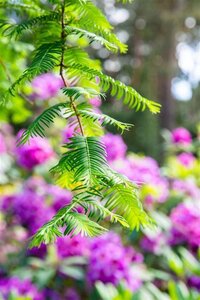 Taxodium distichum 150-175 cm met kluit - afbeelding 2