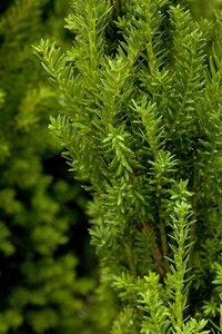 Taxus media 'Hillii' 80-100 cm met kluit - afbeelding 1