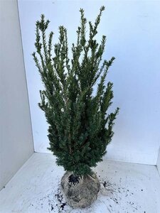 Taxus media 'Hillii' 80-100 cm met kluit - afbeelding 5