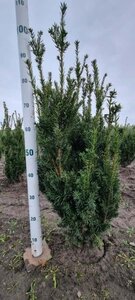 Taxus media 'Hillii' 80-100 cm met kluit - afbeelding 4