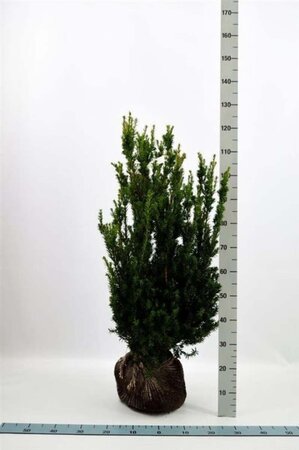 Taxus media 'Hillii' 80-100 cm met kluit - afbeelding 2