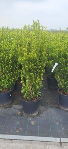 Taxus media 'Hillii' 80-100 cm met kluit - afbeelding 11