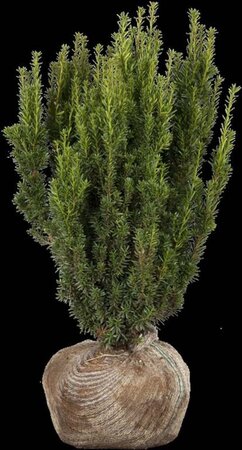 Taxus media 'Hillii' 80-100 cm met kluit - afbeelding 10