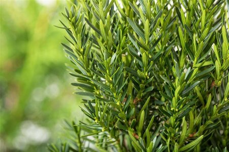 Taxus media 'Hillii' 80-100 cm met kluit - afbeelding 9