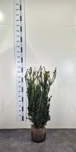 Taxus media 'Hillii' 80-100 cm met kluit - afbeelding 6