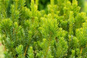 Taxus media 'Hillii' 80-100 cm met kluit - afbeelding 8