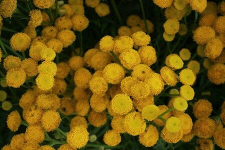 Tanacetum vulgare geen maat specificatie 0,55L/P9cm - afbeelding 1