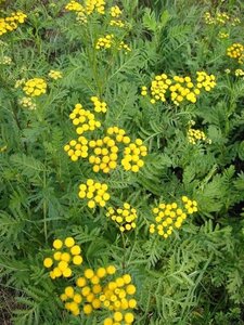 Tanacetum vulgare geen maat specificatie 0,55L/P9cm - afbeelding 6