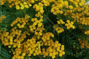 Tanacetum vulgare geen maat specificatie 0,55L/P9cm - afbeelding 2