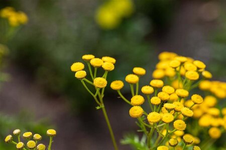 Tanacetum vulgare geen maat specificatie 0,55L/P9cm - afbeelding 4