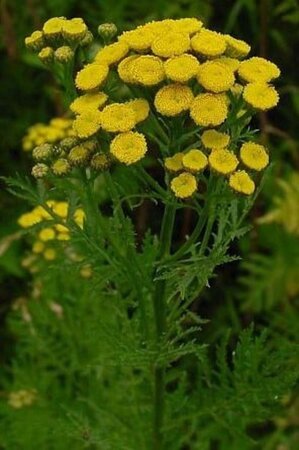 Tanacetum vulgare geen maat specificatie 0,55L/P9cm - afbeelding 5