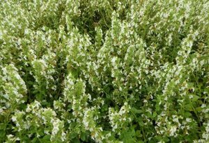 Teucrium cham. 'Album' geen maat specificatie 0,55L/P9cm