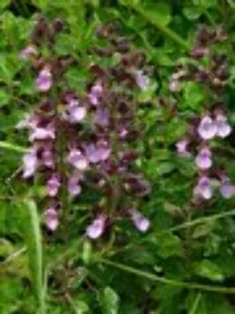 Teucrium chamaedrys geen maat specificatie 0,55L/P9cm - afbeelding 1