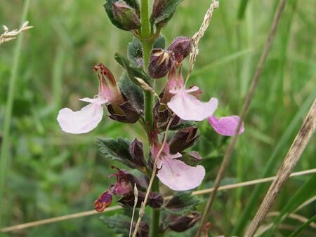 Teucrium chamaedrys geen maat specificatie 0,55L/P9cm - afbeelding 2