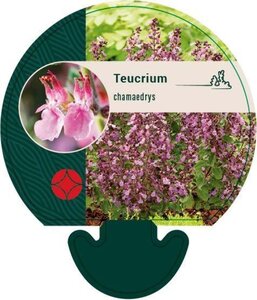 Teucrium chamaedrys geen maat specificatie 0,55L/P9cm - afbeelding 6