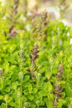 Teucrium chamaedrys geen maat specificatie 0,55L/P9cm - afbeelding 3