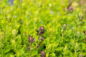 Teucrium chamaedrys geen maat specificatie 0,55L/P9cm - afbeelding 4