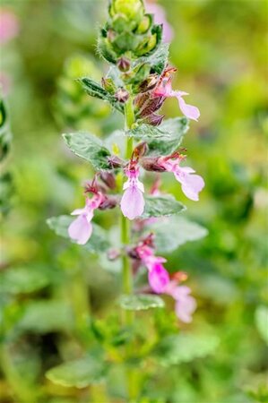 Teucrium cham. 'Nanum' geen maat specificatie 0,55L/P9cm - afbeelding 1