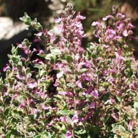 Teucrium cham. 'Nanum' geen maat specificatie 0,55L/P9cm - afbeelding 3