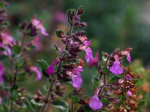 Teucrium cham. 'Nanum' geen maat specificatie 0,55L/P9cm - afbeelding 2