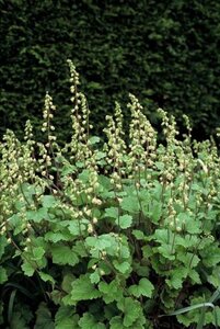 Tellima grandiflora geen maat specificatie 0,55L/P9cm - afbeelding 5