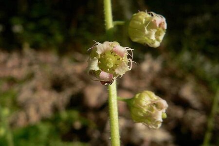 Tellima grandiflora geen maat specificatie 0,55L/P9cm - afbeelding 1