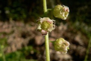 Tellima grandiflora geen maat specificatie 0,55L/P9cm - afbeelding 1