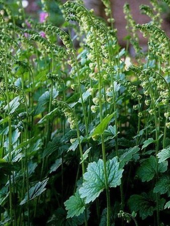 Tellima grandiflora geen maat specificatie 0,55L/P9cm - afbeelding 2