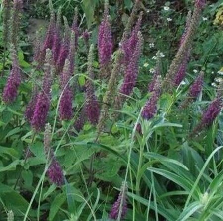 Teucrium hyrcanicum geen maat specificatie 0,55L/P9cm - afbeelding 2