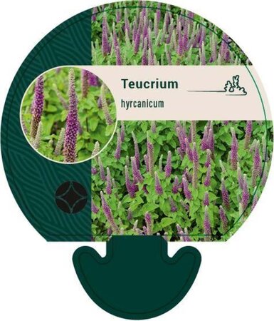 Teucrium hyrcanicum geen maat specificatie 0,55L/P9cm - afbeelding 1