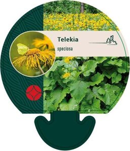 Telekia speciosa geen maat specificatie 0,55L/P9cm - afbeelding 2