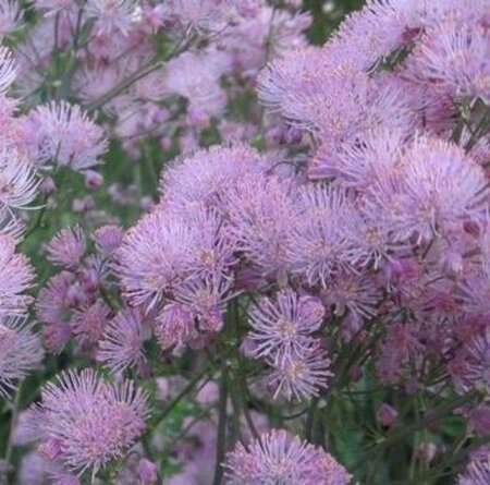 Thalictrum a. 'Thundercloud' geen maat specificatie 0,55L/P9cm - afbeelding 1