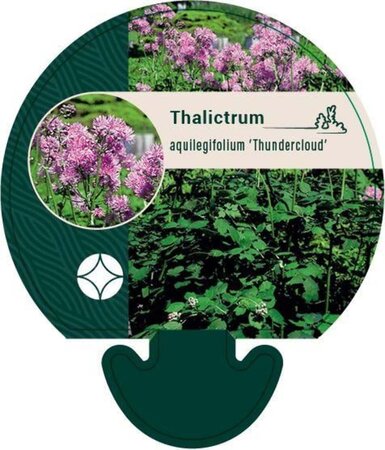 Thalictrum a. 'Thundercloud' geen maat specificatie 0,55L/P9cm - afbeelding 2