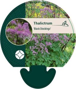 Thalictrum 'Black Stockings' geen maat specificatie 0,55L/P9cm