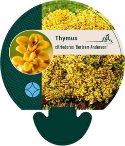 Thymus citriod. 'Bertram Anderson' geen maat specificatie 0,55L/P9cm