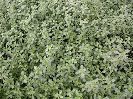 Thymus citriod. 'Silver Queen' geen maat specificatie 0,55L/P9cm - afbeelding 1