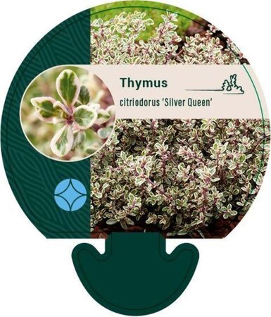 Thymus citriod. 'Silver Queen' geen maat specificatie 0,55L/P9cm - afbeelding 5