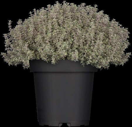 Thymus citriod. 'Silver Queen' geen maat specificatie 0,55L/P9cm - afbeelding 2