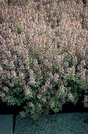 Thymus citriod. 'Silver Queen' geen maat specificatie 0,55L/P9cm - afbeelding 3