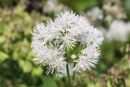 Thalictrum del. 'Album' geen maat specificatie 0,55L/P9cm - afbeelding 1