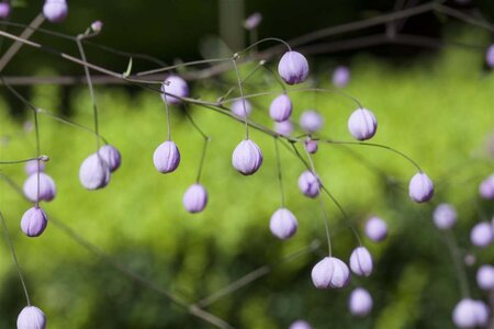 Thalictrum delavayi geen maat specificatie 0,55L/P9cm - image 1