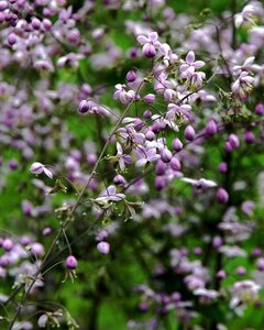 Thalictrum delavayi geen maat specificatie 0,55L/P9cm - image 2