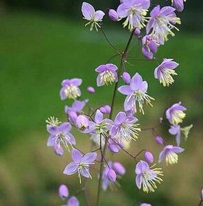 Thalictrum delavayi geen maat specificatie 0,55L/P9cm - image 3