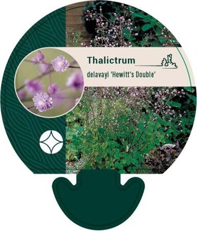 Thalictrum del. 'Hewitt's Double' geen maat specificatie 0,55L/P9cm - afbeelding 1