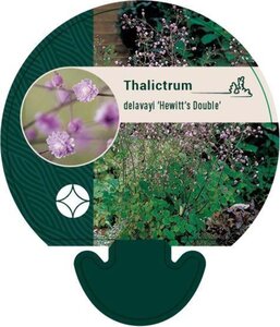 Thalictrum del. 'Hewitt's Double' geen maat specificatie 0,55L/P9cm - afbeelding 1