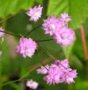 Thalictrum del. 'Hewitt's Double' geen maat specificatie 0,55L/P9cm - afbeelding 2