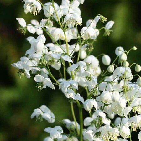 Thalictrum del. Splendide White geen maat specificatie 0,55L/P9cm - afbeelding 2