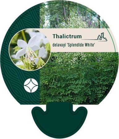 Thalictrum del. Splendide White geen maat specificatie 0,55L/P9cm - afbeelding 1