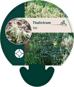 Thalictrum 'Elin' geen maat specificatie 0,55L/P9cm - afbeelding 3