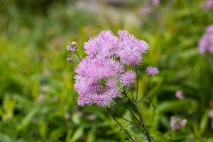 Thalictrum 'Elin' geen maat specificatie 0,55L/P9cm - afbeelding 1